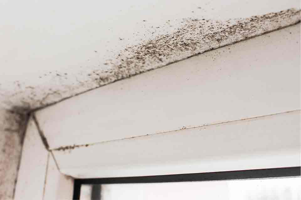 Mould Damp and Vermin | Minimum Housing Standards | MHS Inspect